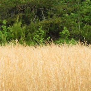 Photo of UNDER CONTRACT!  7 Acres of Residential and Hunting Land for Sale in Spotsylvania County VA!
