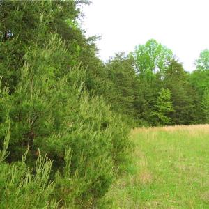 Photo of UNDER CONTRACT!  7 Acres of Residential and Hunting Land for Sale in Spotsylvania County VA!
