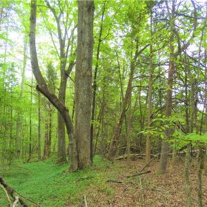 Photo of UNDER CONTRACT!  7 Acres of Residential and Hunting Land for Sale in Spotsylvania County VA!