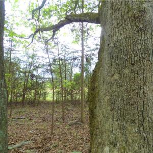 Photo of UNDER CONTRACT!  7 Acres of Residential and Hunting Land for Sale in Spotsylvania County VA!