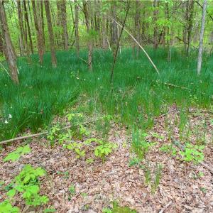 Photo of UNDER CONTRACT!  7 Acres of Residential and Hunting Land for Sale in Spotsylvania County VA!