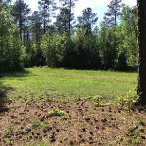 Photo of UNDER CONTRACT!  340 Acres of Hunting and Timber Land For Sale in Richmond County NC!