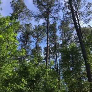 Photo of UNDER CONTRACT!  340 Acres of Hunting and Timber Land For Sale in Richmond County NC!