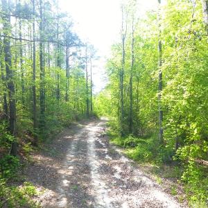 Photo of UNDER CONTRACT!  340 Acres of Hunting and Timber Land For Sale in Richmond County NC!