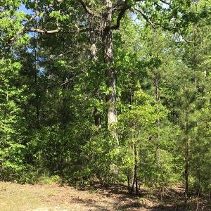 Photo of UNDER CONTRACT!  340 Acres of Hunting and Timber Land For Sale in Richmond County NC!