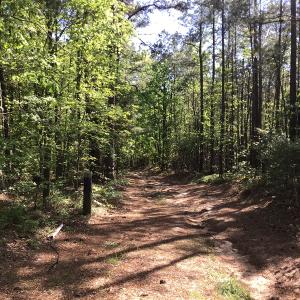 Photo of UNDER CONTRACT!  340 Acres of Hunting and Timber Land For Sale in Richmond County NC!