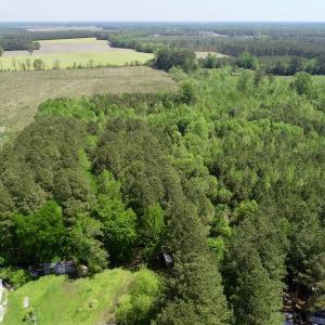 Photo of UNDER CONTRACT!  14 acres of Hunting and Timber Land for Sale in Gates County NC!