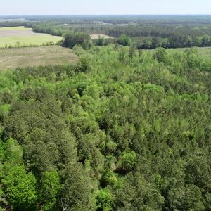 Photo of UNDER CONTRACT!  14 acres of Hunting and Timber Land for Sale in Gates County NC!