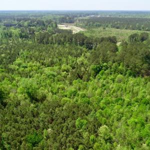 Photo of UNDER CONTRACT!  14 acres of Hunting and Timber Land for Sale in Gates County NC!