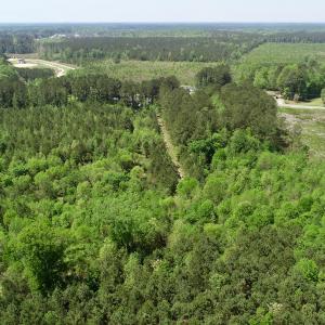 Photo of UNDER CONTRACT!  14 acres of Hunting and Timber Land for Sale in Gates County NC!