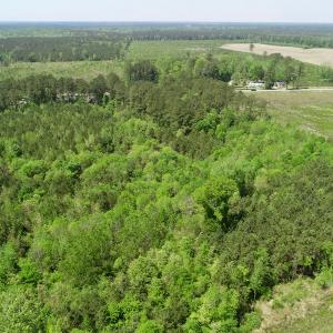 Photo of UNDER CONTRACT!  14 acres of Hunting and Timber Land for Sale in Gates County NC!
