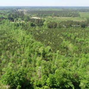 Photo of UNDER CONTRACT!  14 acres of Hunting and Timber Land for Sale in Gates County NC!