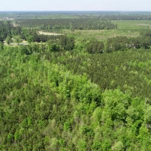Photo of UNDER CONTRACT!  14 acres of Hunting and Timber Land for Sale in Gates County NC!