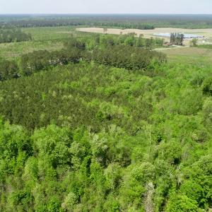 Photo of UNDER CONTRACT!  14 acres of Hunting and Timber Land for Sale in Gates County NC!