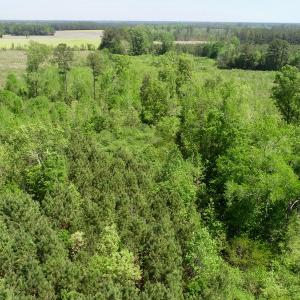 Photo of UNDER CONTRACT!  14 acres of Hunting and Timber Land for Sale in Gates County NC!