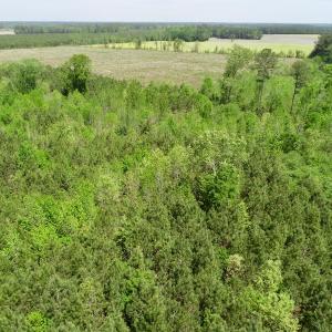 Photo of UNDER CONTRACT!  14 acres of Hunting and Timber Land for Sale in Gates County NC!
