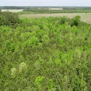 Photo of UNDER CONTRACT!  14 acres of Hunting and Timber Land for Sale in Gates County NC!