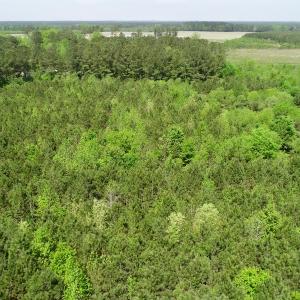 Photo of UNDER CONTRACT!  14 acres of Hunting and Timber Land for Sale in Gates County NC!
