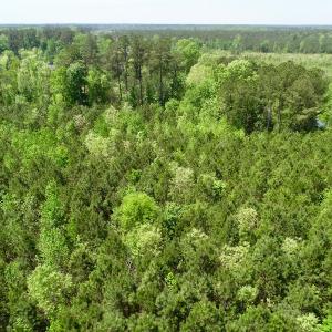 Photo of UNDER CONTRACT!  14 acres of Hunting and Timber Land for Sale in Gates County NC!