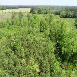 Photo of UNDER CONTRACT!  14 acres of Hunting and Timber Land for Sale in Gates County NC!