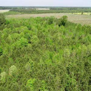 Photo of UNDER CONTRACT!  14 acres of Hunting and Timber Land for Sale in Gates County NC!