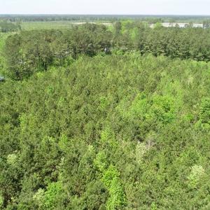 Photo of UNDER CONTRACT!  14 acres of Hunting and Timber Land for Sale in Gates County NC!