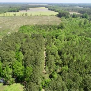Photo of UNDER CONTRACT!  14 acres of Hunting and Timber Land for Sale in Gates County NC!