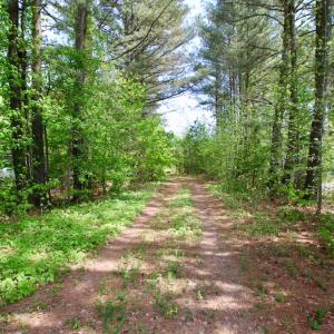 Photo of UNDER CONTRACT!  14 acres of Hunting and Timber Land for Sale in Gates County NC!