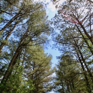 Photo of UNDER CONTRACT!  14 acres of Hunting and Timber Land for Sale in Gates County NC!