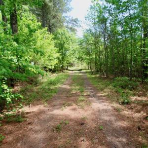 Photo of UNDER CONTRACT!  14 acres of Hunting and Timber Land for Sale in Gates County NC!