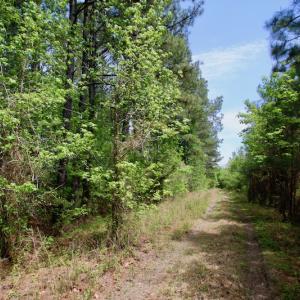 Photo of UNDER CONTRACT!  14 acres of Hunting and Timber Land for Sale in Gates County NC!