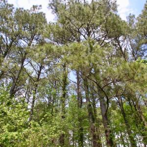 Photo of UNDER CONTRACT!  14 acres of Hunting and Timber Land for Sale in Gates County NC!
