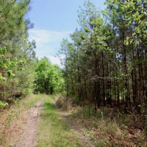 Photo of UNDER CONTRACT!  14 acres of Hunting and Timber Land for Sale in Gates County NC!