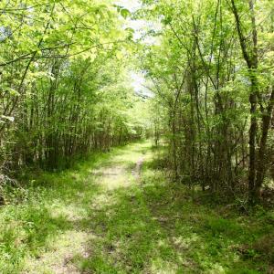 Photo of UNDER CONTRACT!  14 acres of Hunting and Timber Land for Sale in Gates County NC!