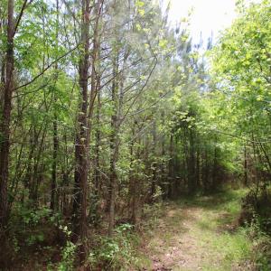 Photo of UNDER CONTRACT!  14 acres of Hunting and Timber Land for Sale in Gates County NC!