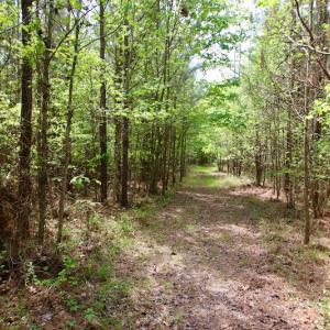 Photo of UNDER CONTRACT!  14 acres of Hunting and Timber Land for Sale in Gates County NC!
