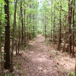 Photo of UNDER CONTRACT!  14 acres of Hunting and Timber Land for Sale in Gates County NC!