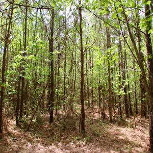 Photo of UNDER CONTRACT!  14 acres of Hunting and Timber Land for Sale in Gates County NC!