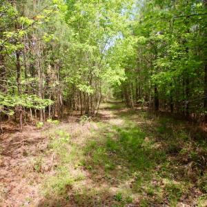 Photo of UNDER CONTRACT!  14 acres of Hunting and Timber Land for Sale in Gates County NC!