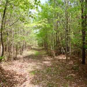Photo of UNDER CONTRACT!  14 acres of Hunting and Timber Land for Sale in Gates County NC!