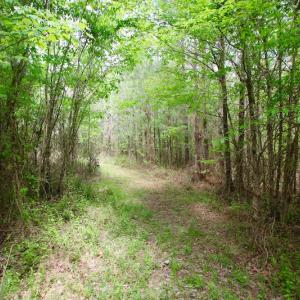 Photo of UNDER CONTRACT!  14 acres of Hunting and Timber Land for Sale in Gates County NC!