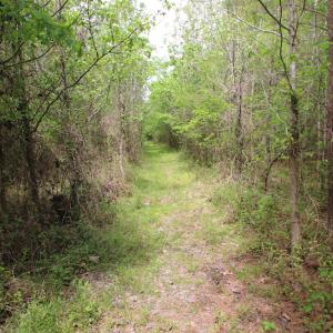 Photo of UNDER CONTRACT!  14 acres of Hunting and Timber Land for Sale in Gates County NC!