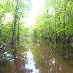 Photo of UNDER CONTRACT!  185 Acres of Hunting Land for Sale in Johnston County NC!