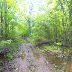 Photo of UNDER CONTRACT!  185 Acres of Hunting Land for Sale in Johnston County NC!