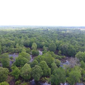 Photo of UNDER CONTRACT!  185 Acres of Hunting Land for Sale in Johnston County NC!