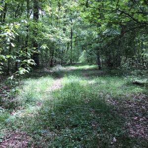 Photo of UNDER CONTRACT!  185 Acres of Hunting Land for Sale in Johnston County NC!