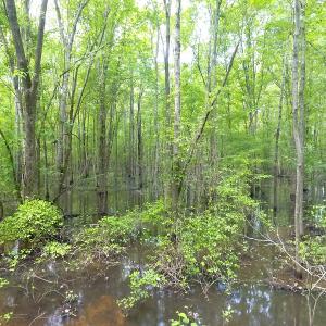 Photo of UNDER CONTRACT!  185 Acres of Hunting Land for Sale in Johnston County NC!