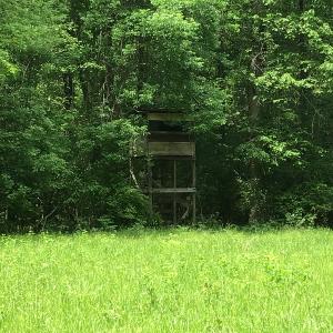 Photo of UNDER CONTRACT!  185 Acres of Hunting Land for Sale in Johnston County NC!