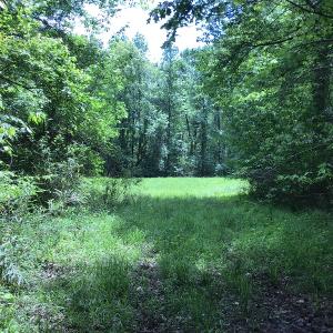 Photo of UNDER CONTRACT!  185 Acres of Hunting Land for Sale in Johnston County NC!