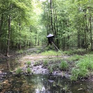 Photo of UNDER CONTRACT!  185 Acres of Hunting Land for Sale in Johnston County NC!